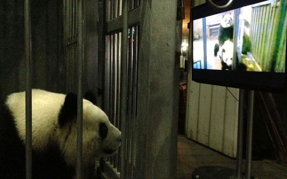 Panda Watching Porn In China